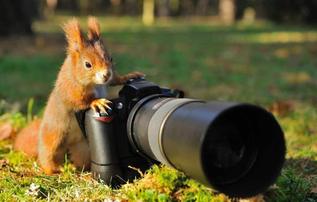 Nature Photographers