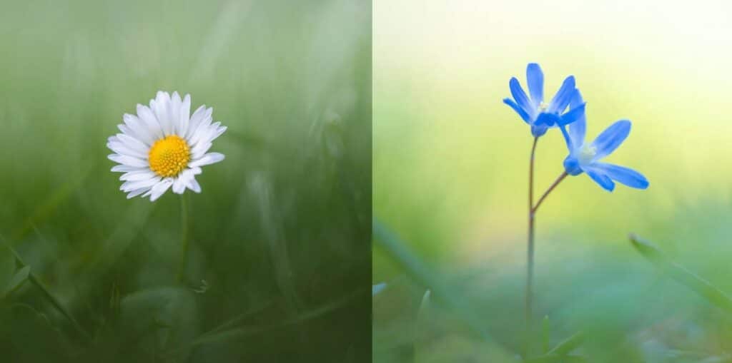 Macro Flower Photography